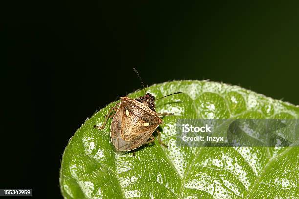 Photo libre de droit de Stinkbug banque d'images et plus d'images libres de droit de Animaux nuisibles - Animaux nuisibles, Animaux à l'état sauvage, Beauté de la nature