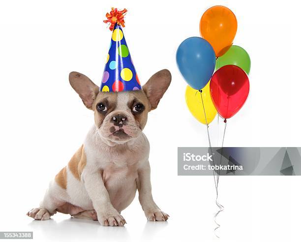 Dog At A Birthday Party With Hat And Balloons Stock Photo - Download Image Now - Dog, Party - Social Event, Birthday