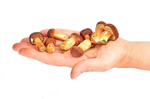 istock Boletus edulis mushroom on hand 155343680