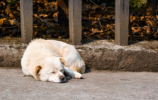 A stray dog sleeping on its stomach by the roadside.