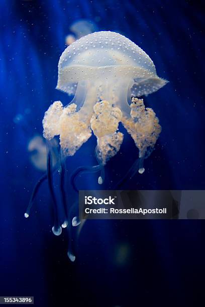 Meduza - zdjęcia stockowe i więcej obrazów Akwarium - Akwarium, Bliskie zbliżenie, Dzikie zwierzęta