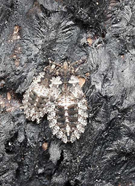 istock Hemipterons camouflaged on wood 155344021