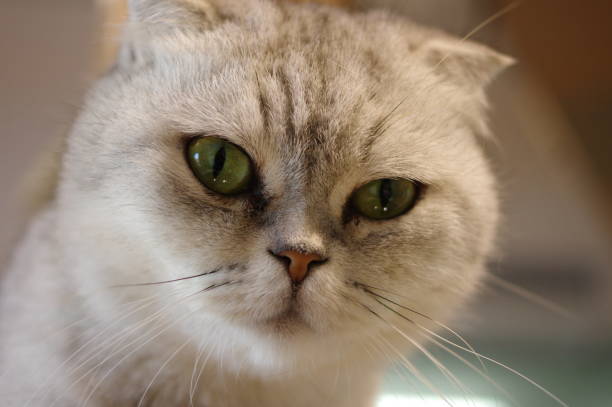 istock Fat short hair cat looking at camera 1553440371