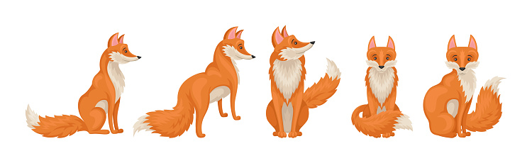 Red Fox Forest Animal with Pointed Ears and Bushy Tail Vector Set. Wild Woodland Mammal in Different Pose