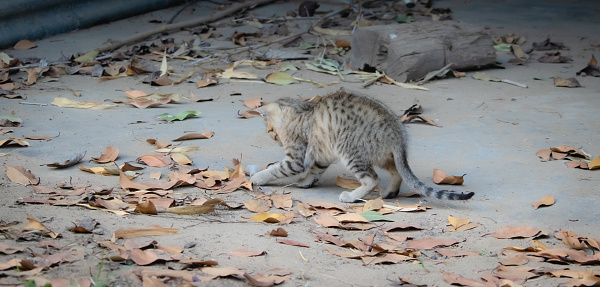 Close-up photo of little tabby kitten playing and jumping in autumn