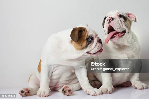 英語ブルドッグ子犬 - 2匹のストックフォトや画像を多数ご用意 - 2匹, イングリッシュブルドッグ, ピンク色
