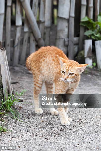 Photo libre de droit de Peur De Gingembre Tabby Chaton De Cambrer Le Dos banque d'images et plus d'images libres de droit de Animaux de compagnie - Animaux de compagnie, Animaux domestiques, Chasser