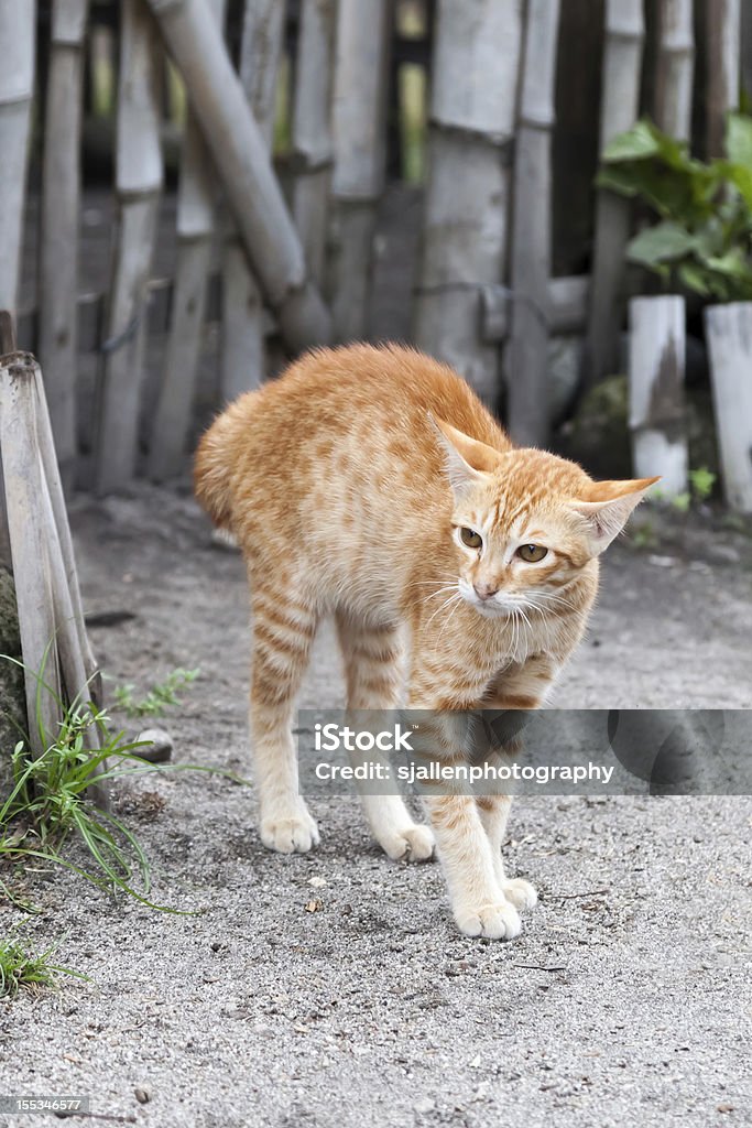 Paura di zenzero Gatto soriano gattino Inarcare la schiena - Foto stock royalty-free di Allerta