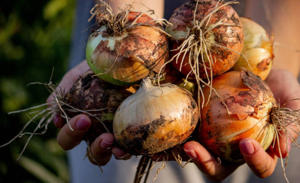 istock the farmer girl holds an onion in her hands. Selective focus. 1553467168