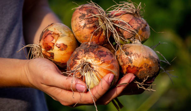 istock the farmer girl holds an onion in her hands. Selective focus. 1553467171