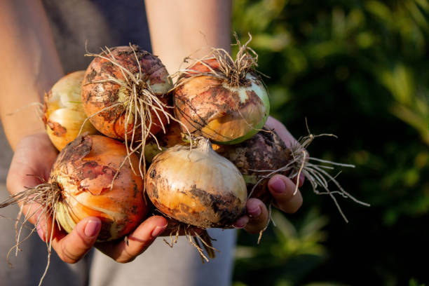 istock the farmer girl holds an onion in her hands. Selective focus. 1553467177
