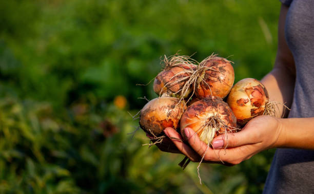 istock the farmer girl holds an onion in her hands. Selective focus. 1553467178