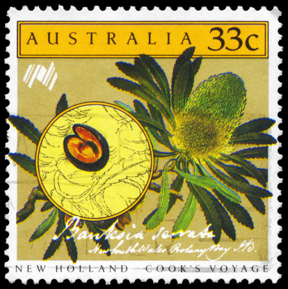 A Stamp printed in AUSTRALIA shows the Banksia serrata, Cooks New Holland Expedition series, circa 1986