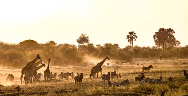 istock Giraffes and Zebra on the Boteti River plain in evening light. 1553467715