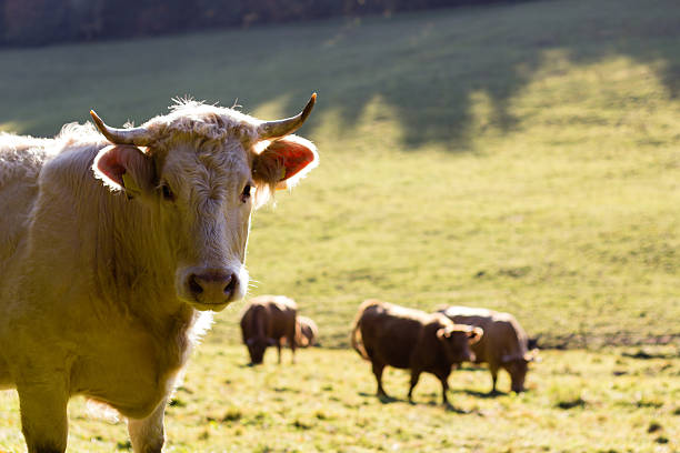 Cattle on a meadow in autumn Cows grazing on a meadow in autumn. A young bull is looking directly at the camera. FL-photography stock pictures, royalty-free photos & images
