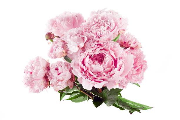 istock Pink peony flower isolated on white background 1553471198
