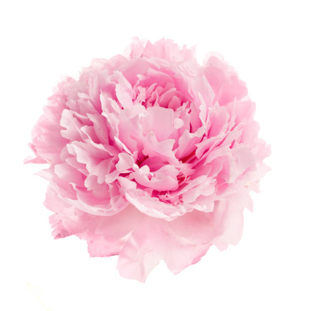 istock Pink peony flower isolated on white background 1553472286