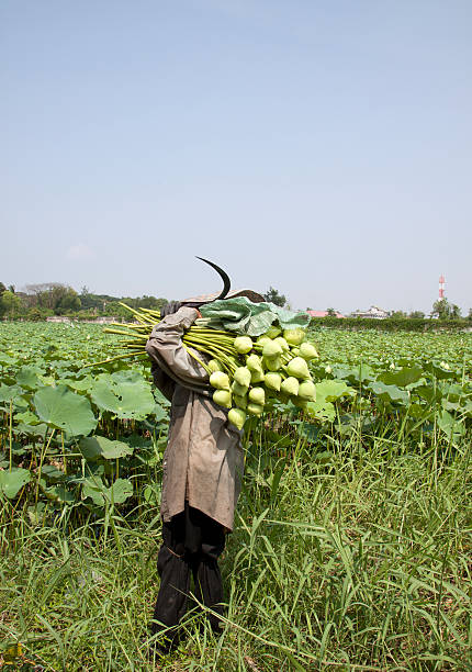 istock Farmer in lotus farm at Thailand 155347361