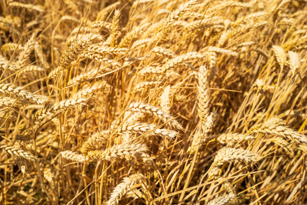 blé doré vu dans un champ de ferme juste avant d’être récolté. - kansas wheat bread midwest usa photos et images de collection