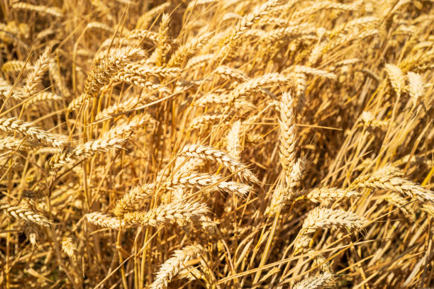 золотая пшеница, замеченная на фермерском поле незадолго до сбора урожая. - kansas wheat bread midwest usa стоковые фото и изображения