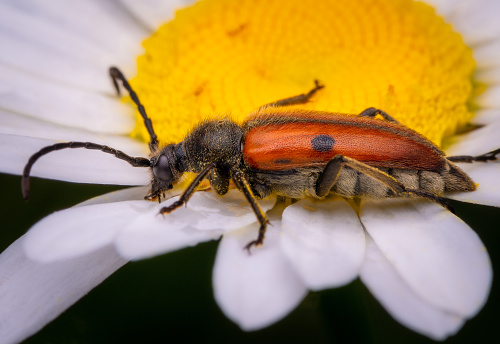 Macrophotography of a red and black Longhorn Beetle (Vadonia unipunctata) on a chamomile flower. Extremely close-up and details.