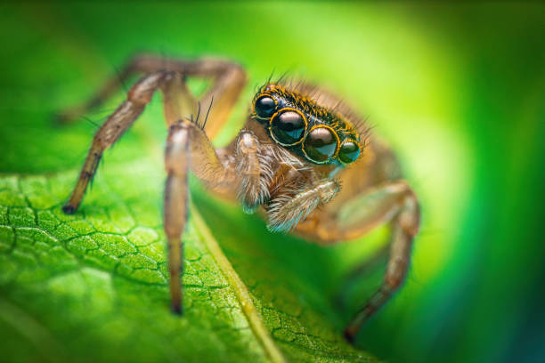 istock Macro close up of jumping spider on a green leaf 1553497987