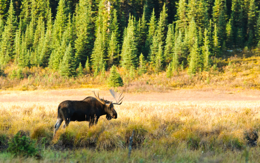 Wild Bull Moose in autumn, Spray Valley Provincial Park in Kananaskis Country Alberta Canada