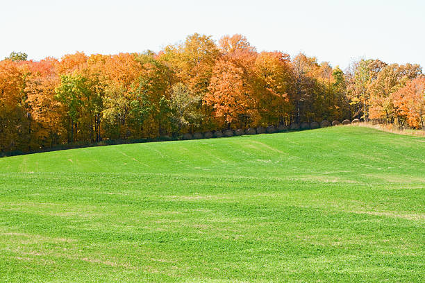 istock Field, Forest and Hay Bales 155350008