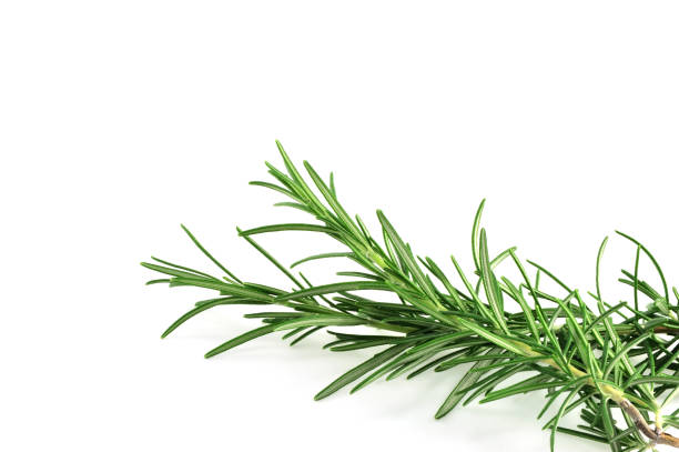 istock Fresh sprig of Rosemary herb 155350057