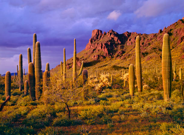 organ pipe cactus national monument - sonoran desert cactus landscaped desert stock-fotos und bilder