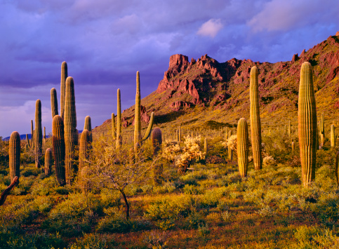 Clearing spring storm at the Ajo Mountains in Organ Pipe Cactus National Monument