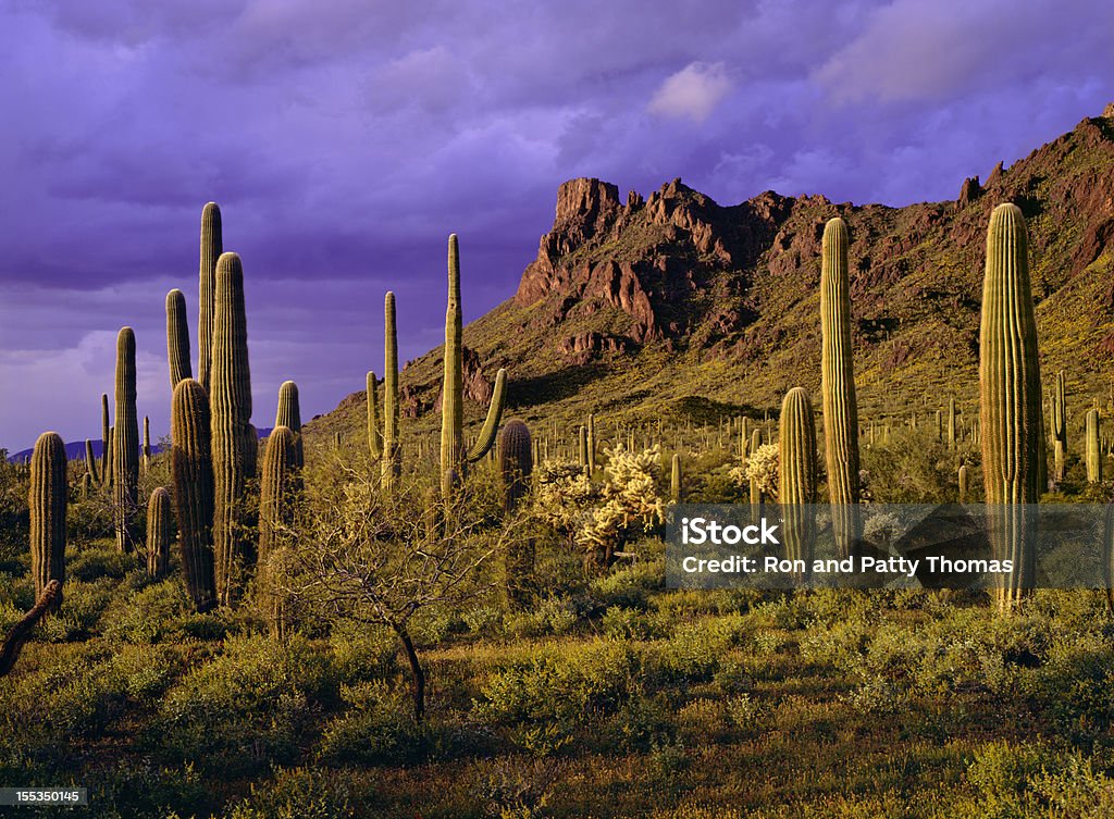 Organ Pipe Cactus National Monument Clearing spring storm at the Ajo Mountains in Organ Pipe Cactus National Monument Arizona Stock Photo