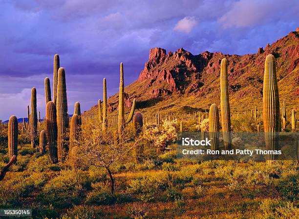 Organ Pipe Cactus National Monument Stock Photo - Download Image Now - Arizona, Phoenix - Arizona, Tucson