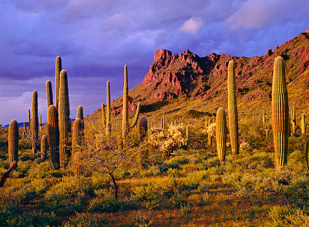 organ pipe cactus national monument - sonoran desert desert arizona saguaro cactus zdjęcia i obrazy z banku zdjęć