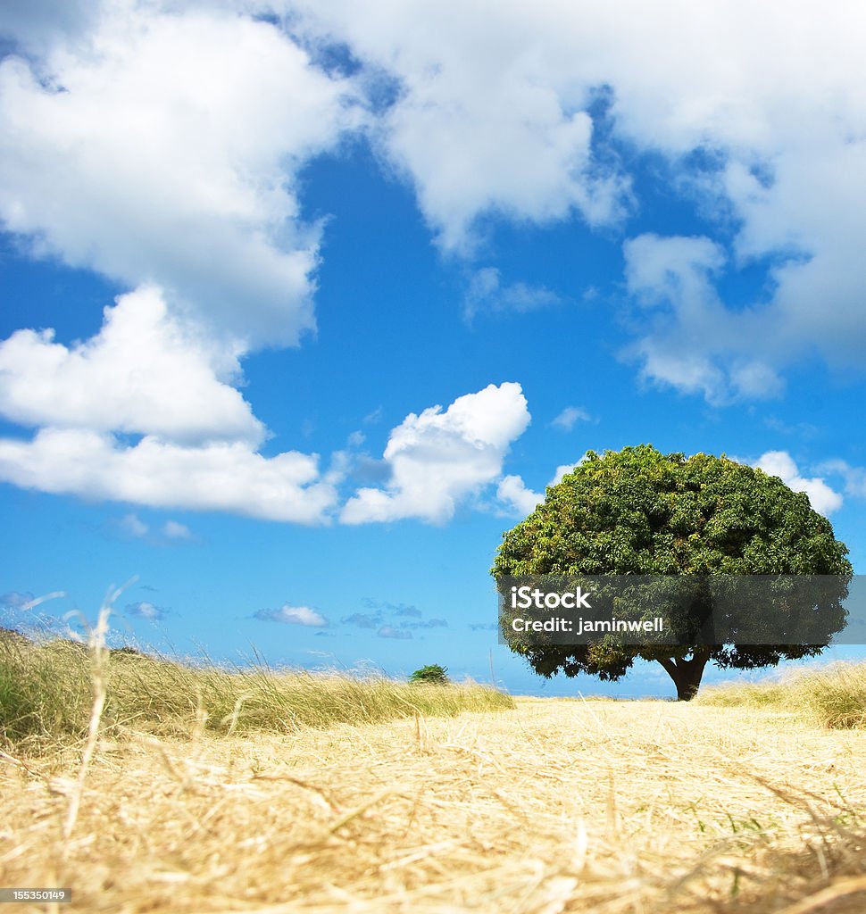 Campo Ensolarado de verão com manga árvore e céu azul - Royalty-free Ao Ar Livre Foto de stock