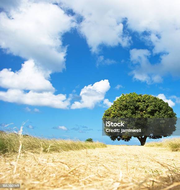 Campo Ensolarado De Verão Com Manga Árvore E Céu Azul - Fotografias de stock e mais imagens de Ao Ar Livre
