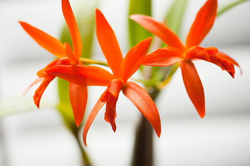 strelitzia, bird of paradise, or crane lily flowers in a park