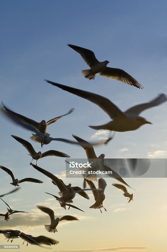Volo di gabbiano uccelli in cielo - Foto stock royalty-free di Formazione in volo