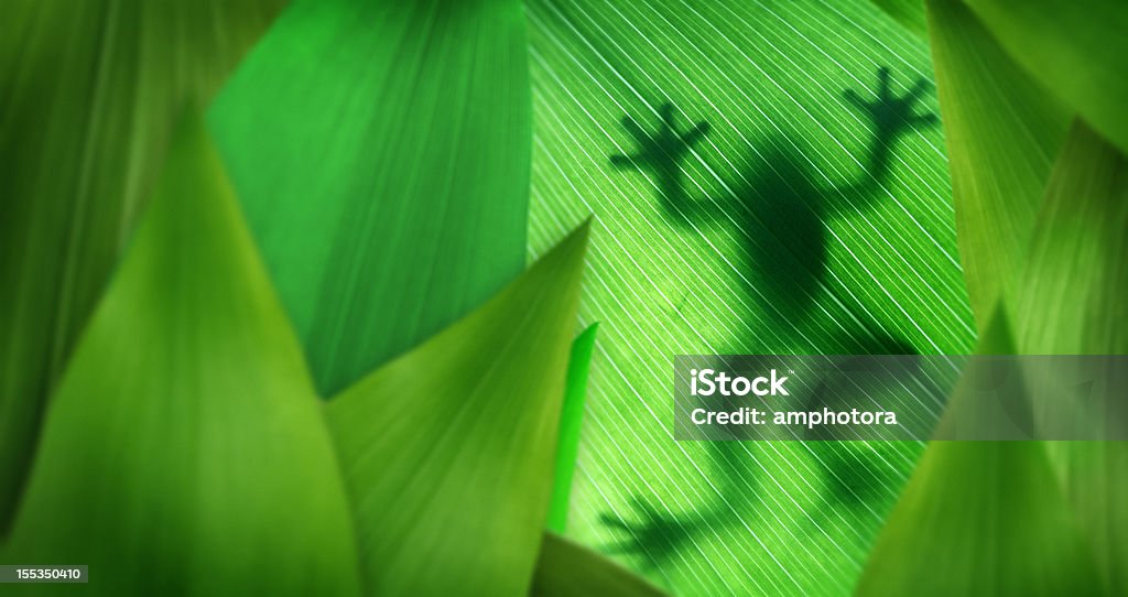 Layers of leaves with a tree frog silhouette Tree frog in the rainforest. Frog Stock Photo