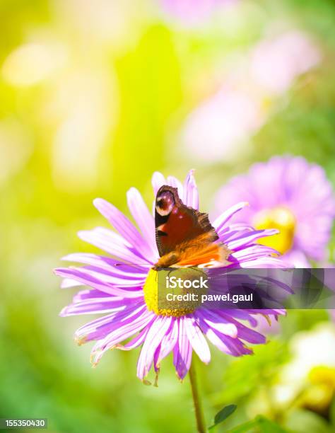 Красочные Бабочки На Wildflower — стоковые фотографии и другие картинки Бабочка - Бабочка, Без людей, Вертикальный