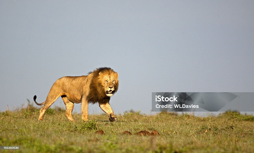 Être à l'affût d'un Lion - Photo de Lion libre de droits