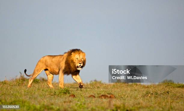 돌아다니다 Lion 사자에 대한 스톡 사진 및 기타 이미지 - 사자, 거리가 먼, 중거리