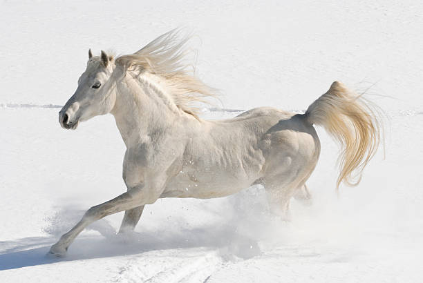 ホワイトホースのランニング無料で、太陽の光の雪、アラビアスタリオン - horse arabian horse arabia white ストックフォトと画像