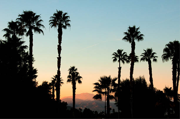 Sunset San Jacinto Mountain Palm Springs The peak of San Jacinto Mountain is lit by the setting sun, and framed by palm trees, near Palm Springs, California. sonoran desert stock pictures, royalty-free photos & images