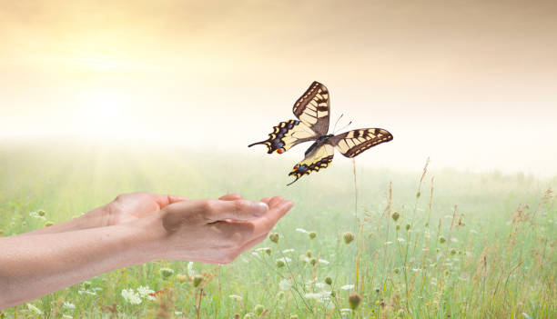 istock Woman Holding a Butterfly in Field 155350624