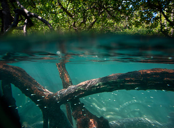 mangrove forest - mangrove stock-fotos und bilder