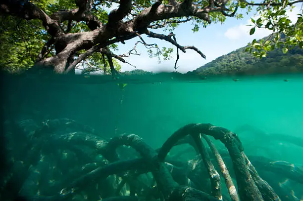 Underwater shot of mangrove forest.
