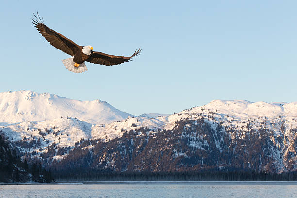 weißkopfseeadler und schneebedeckte berge - sea eagle fotos stock-fotos und bilder