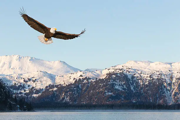 Photo of Bald Eagle and Snow Covered Mountains