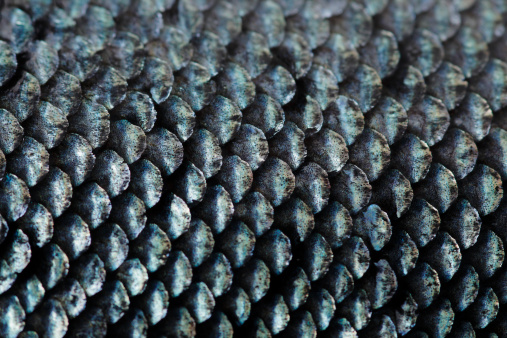 Salmon scale close-up.